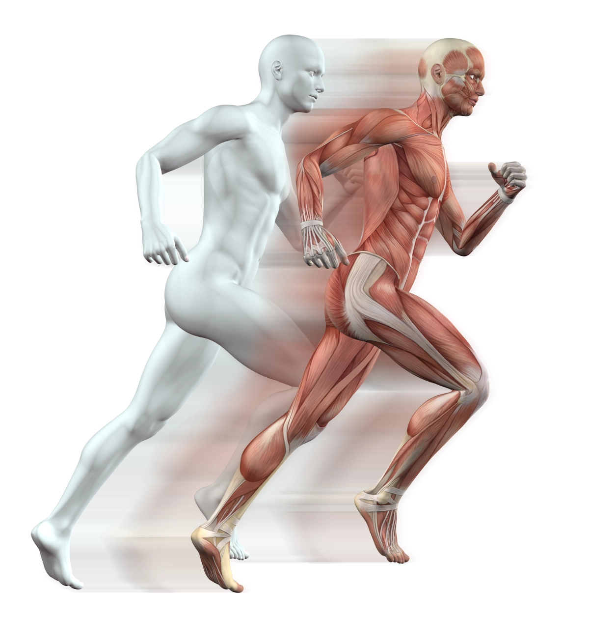 muscle science